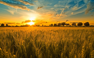 a nice harvest sunset