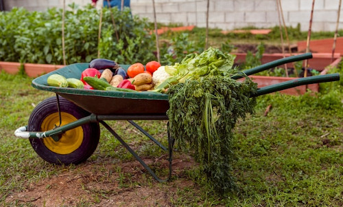 Wheel Barrow full of veggies